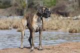 DOGUE ALLEMAND 215